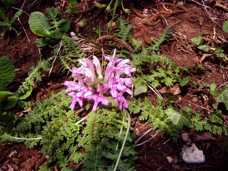 Pedicularis acaulis Scop. / Pedicolare primaticcia